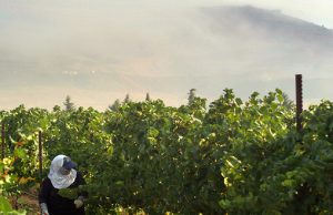 Archaeologist Discovers Proof for Biblical Vineyard of Naboth Vineyard