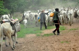 Delta: CAN Alleges Herdsmen Plot to Kill More Farmers Fulani herdsmen - Adamawa state