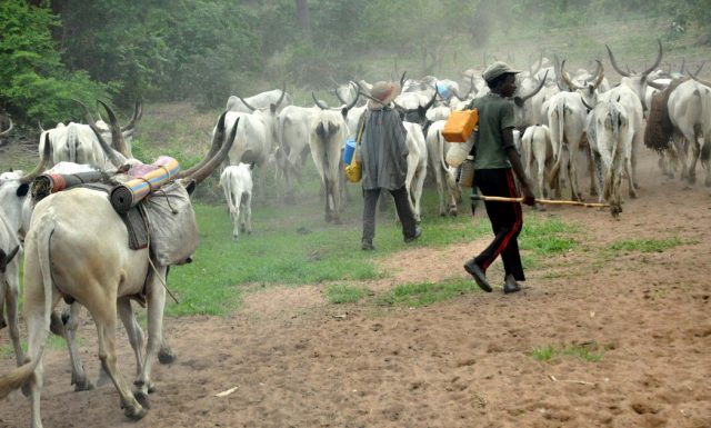 Fulani herdsmen - Adamawa state